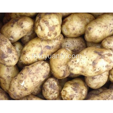 Pomme de terre de vente chaude de bonne qualité pour l&#39;exportation